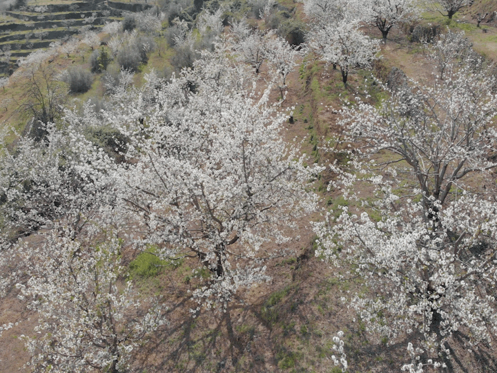 Alvarado Producciones