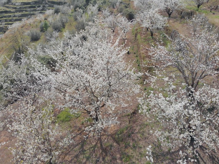 Cerezosflor-4k-video